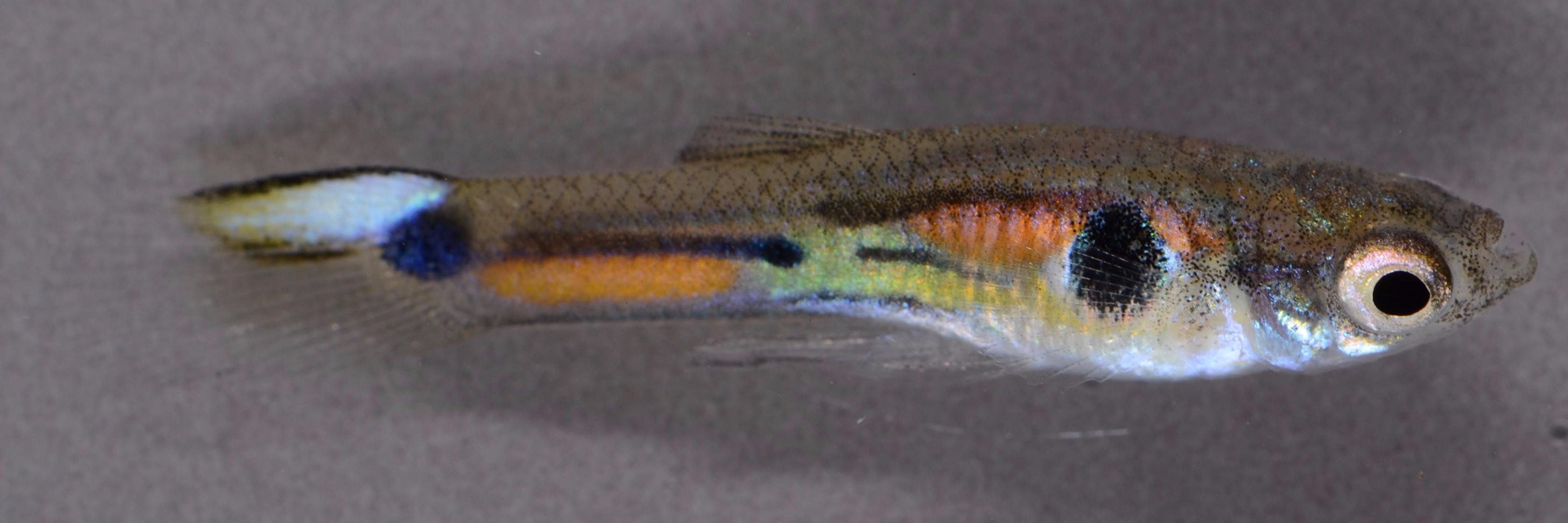 Jess Stephenson (Jess@ecoevo.social) banner