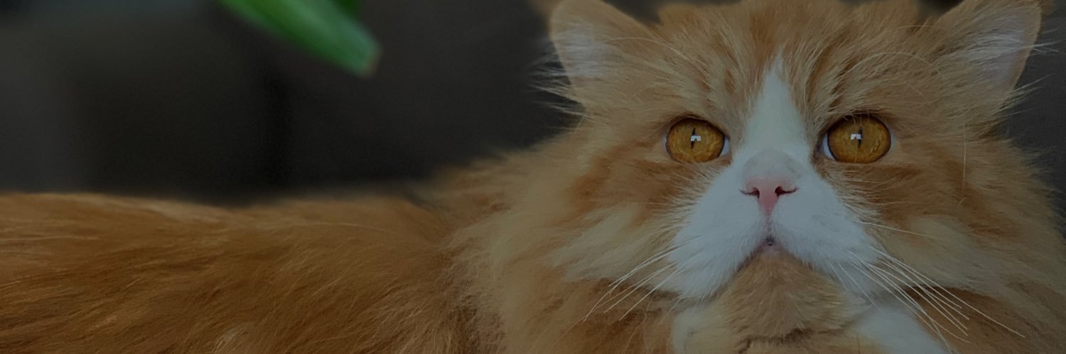 donii117's profile banner image