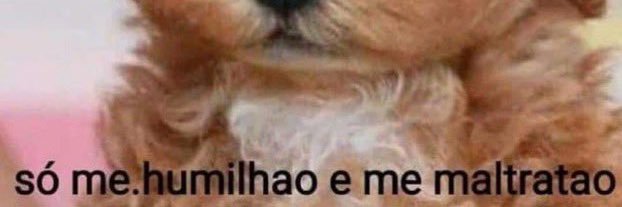 Sereia do rabão 🧜🏽‍♀️ banner