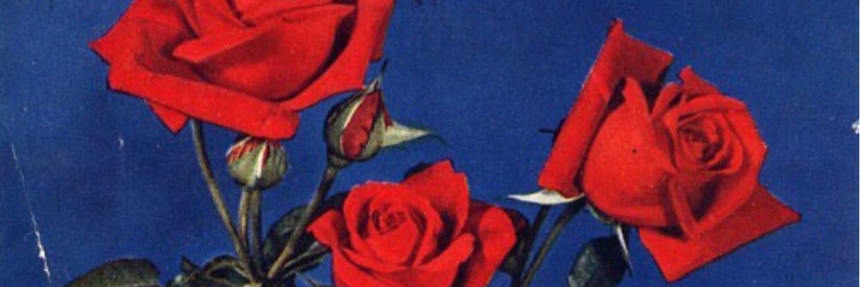 MariaaCoyle's profile banner image