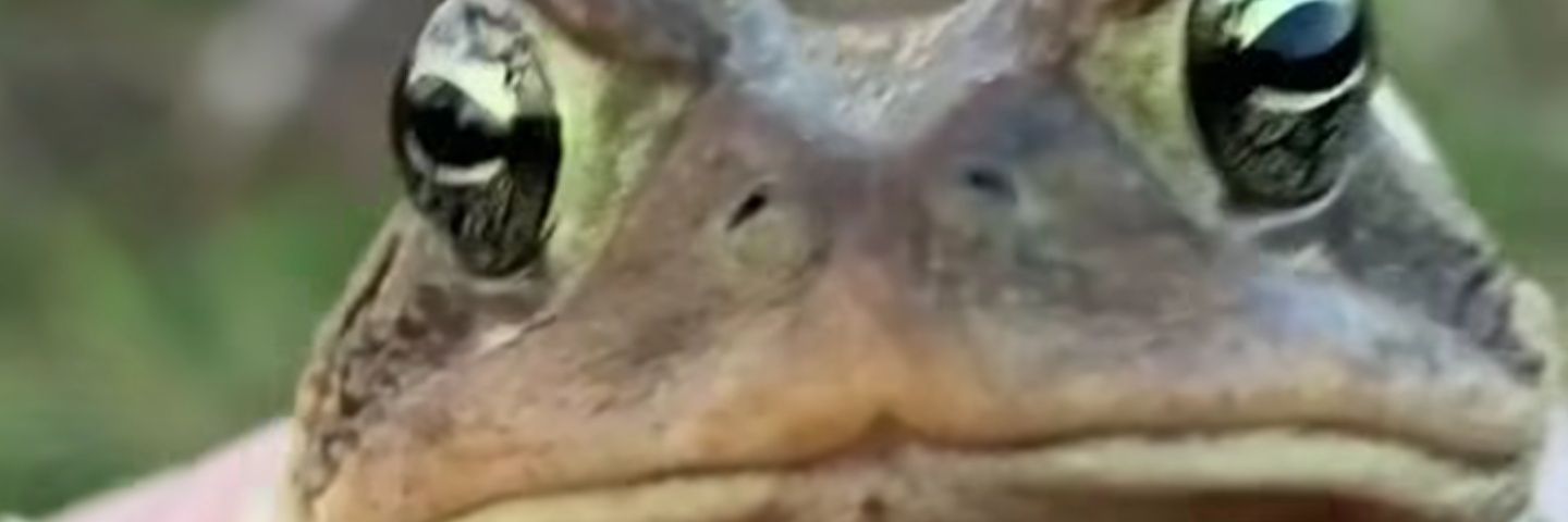 Pixel Engineer 🐸🍥 banner