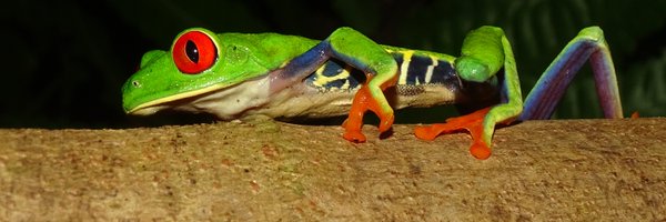 pedrotaucce Profile Banner