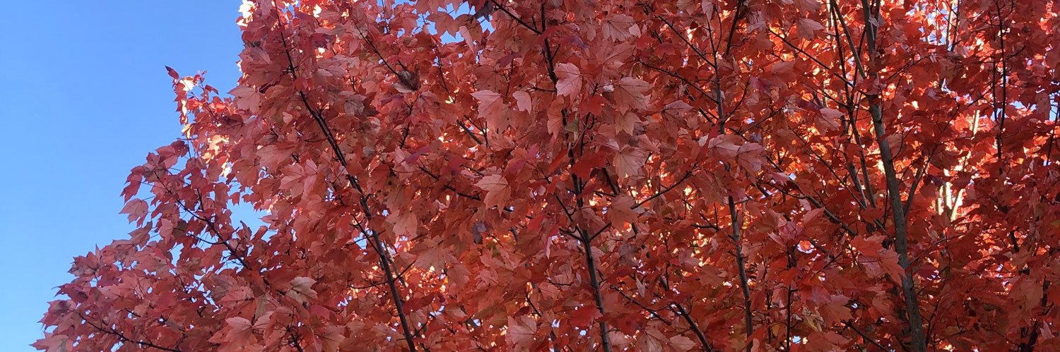 Ashley Barnhill banner