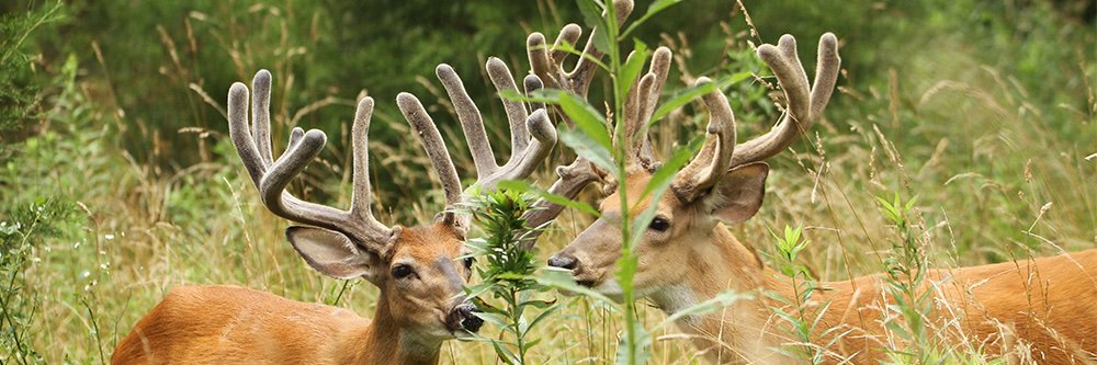 OCWhitetails's profile banner image