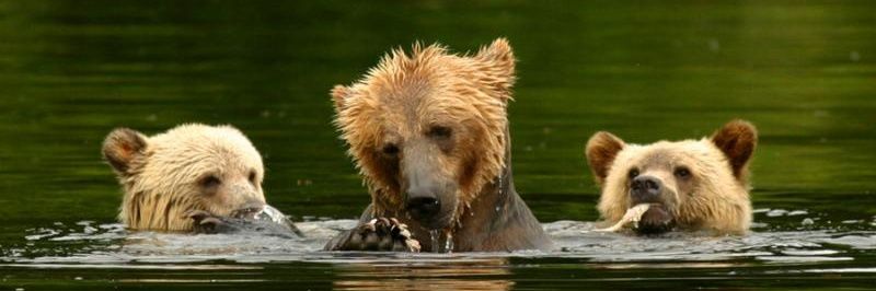 Commercial Bear Viewing Association of BC banner