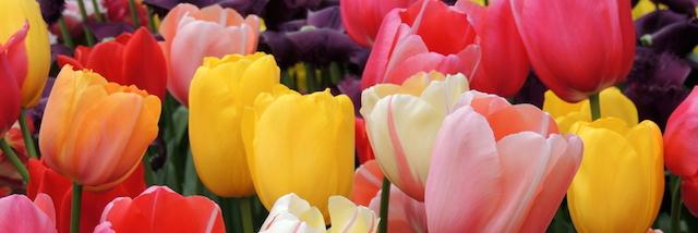 平山友美子 banner