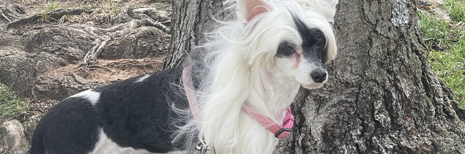SabrinaMinardi1's profile banner image