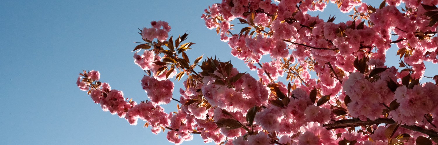 Daniel_Caprii's profile banner image