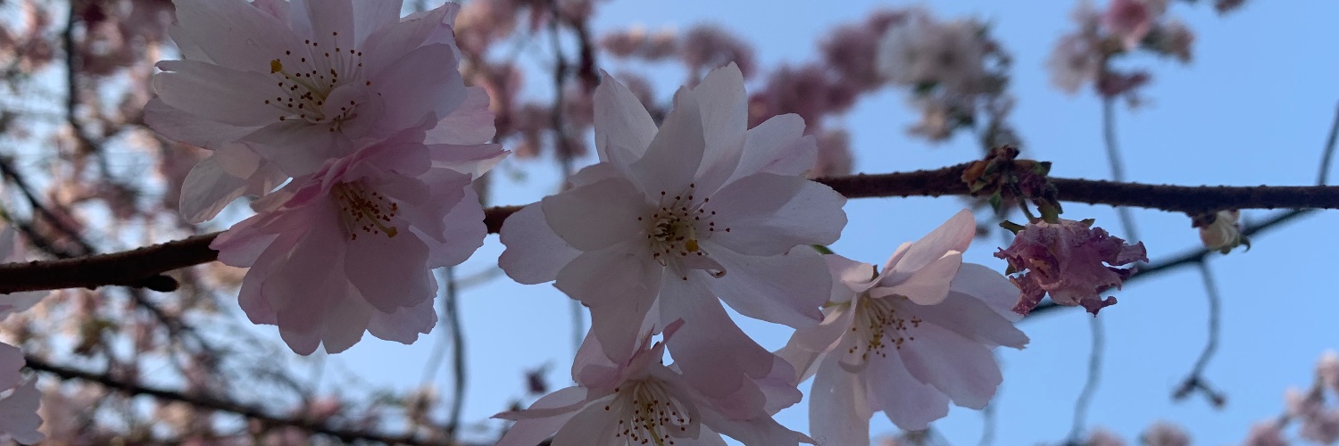 Dr Becky Barnes banner