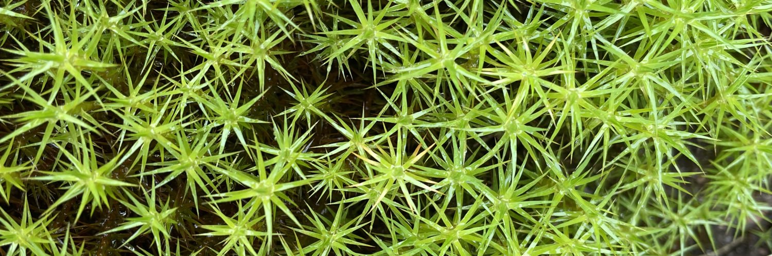 Deirdre Makepeace banner