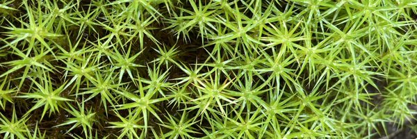 deirdredevon Profile Banner