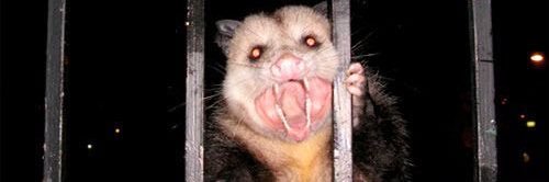 marisa🐿️🍂 banner