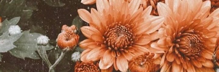 chelsearajewski's profile banner image