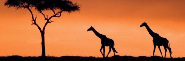 raamba2016's profile banner image