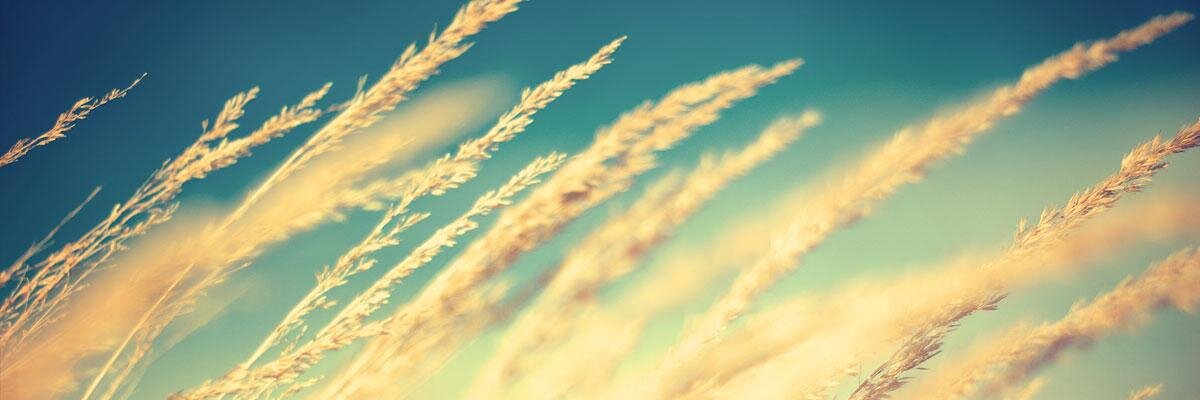 Grego1201's profile banner image