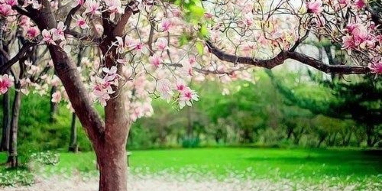 rose_511's profile banner image