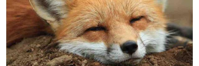 dfoxyd's profile banner image