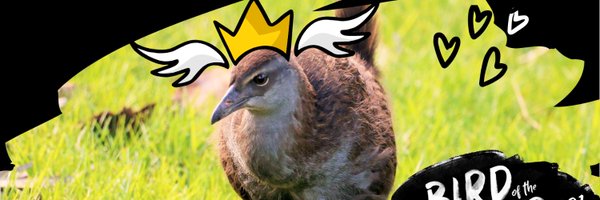 Vote Weka for #Bird of the Year Profile Banner