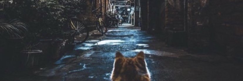 -  Mohammed .. banner