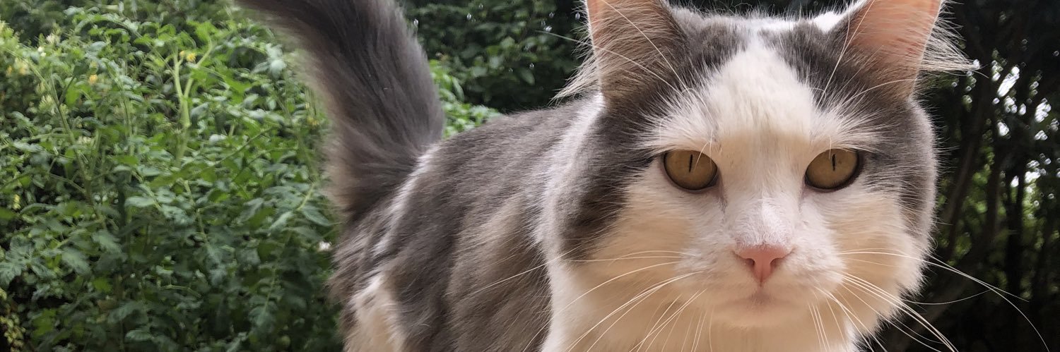 Franslross's profile banner image