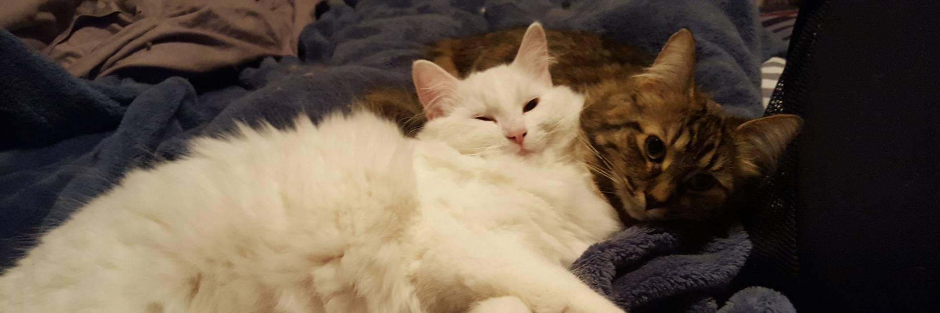 CatsofKW's profile banner image