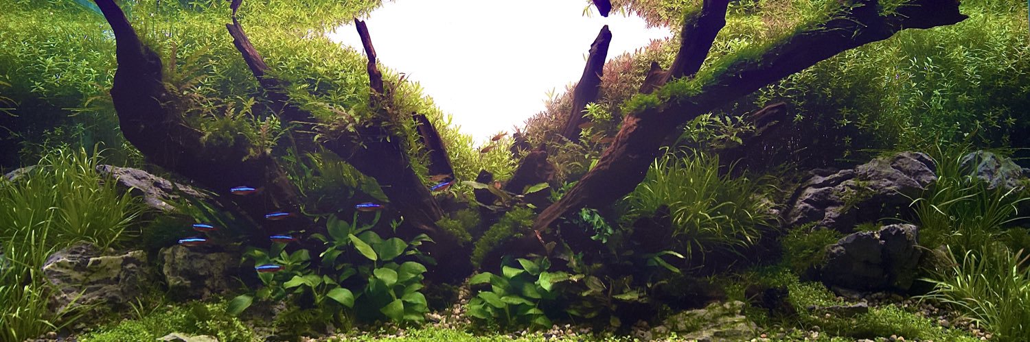 fcardososn's profile banner image