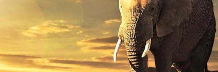 EvenTheWinds's profile banner image