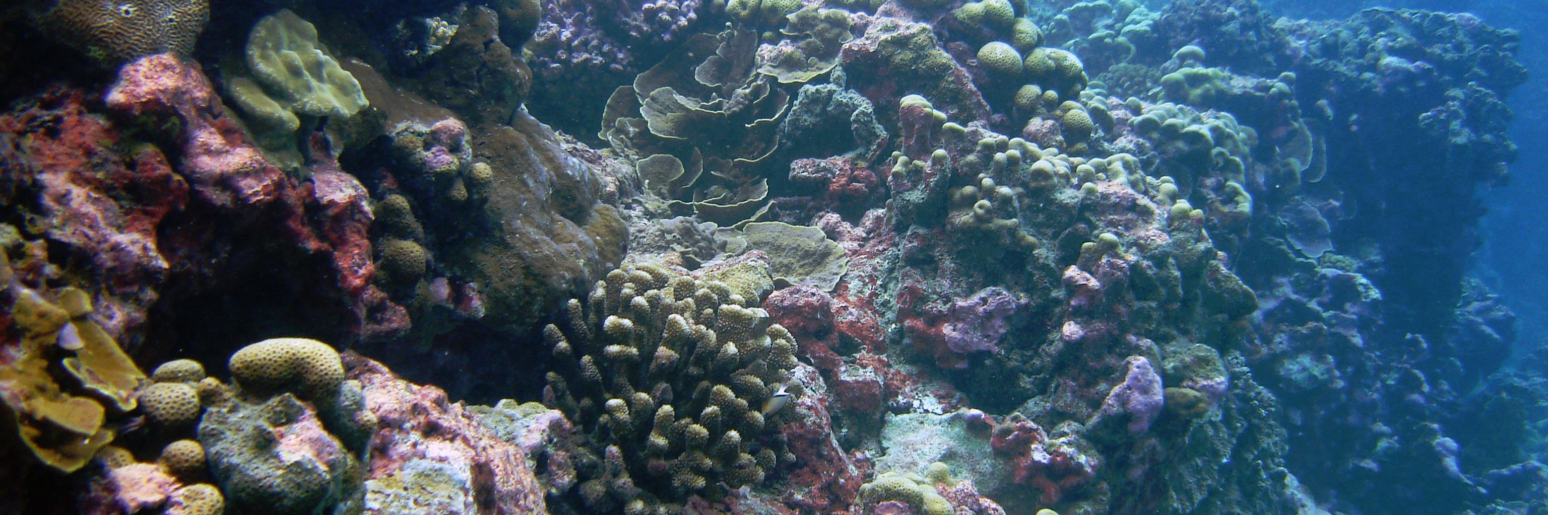 The Baums Lab banner