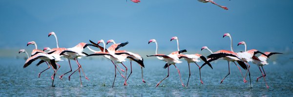 IndianForests Profile Banner