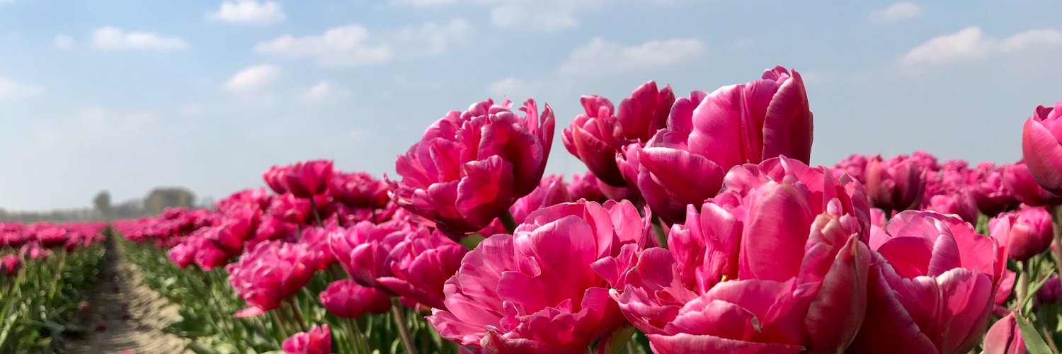 Paula van Roon banner