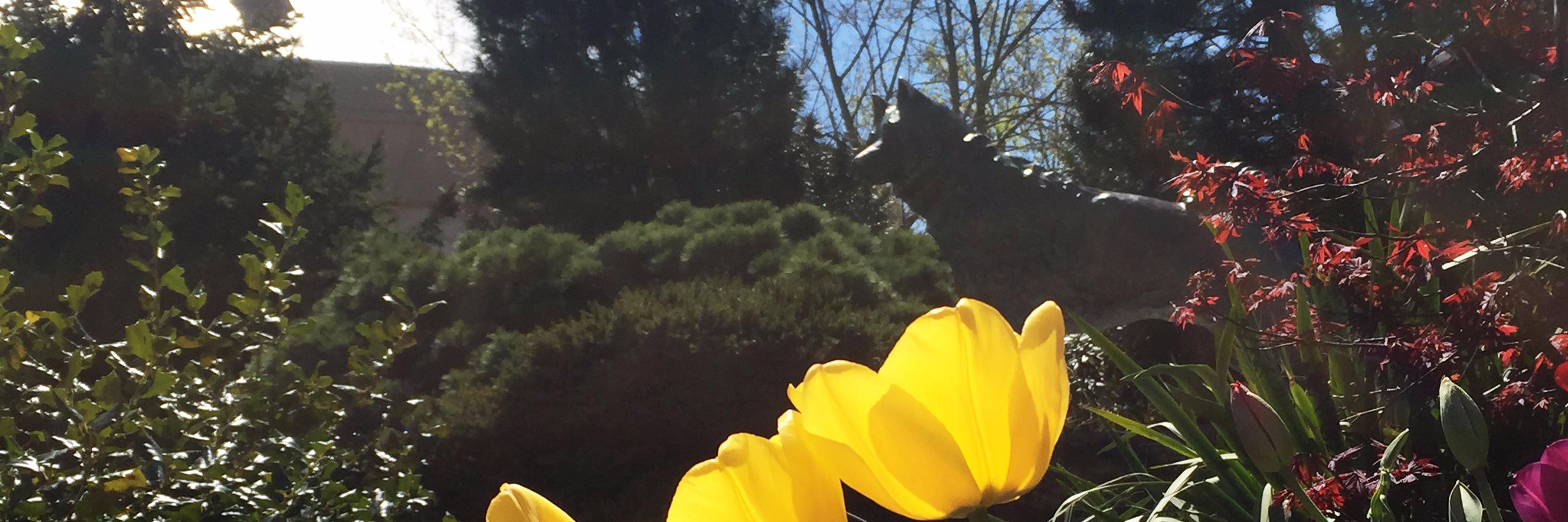 UConn Foundation banner