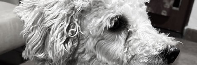 MSofiaBarriento's profile banner image