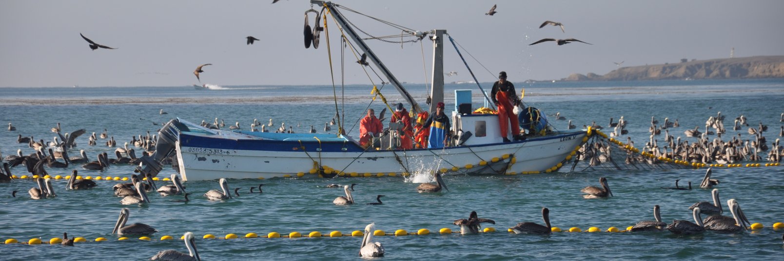 Darold Massaro banner