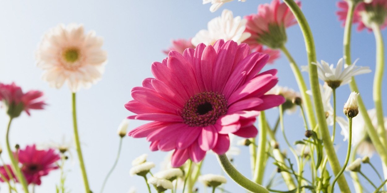 Valentina Bobadilla banner