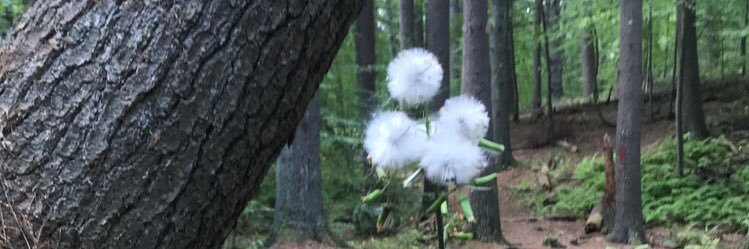 1CleverFox's profile banner image