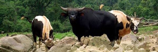 Harshit_Kgen Profile Banner