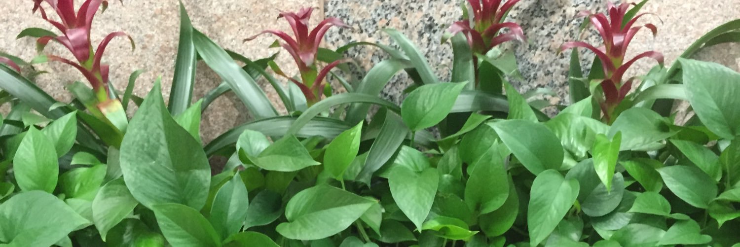 ChulaNegra1's profile banner image