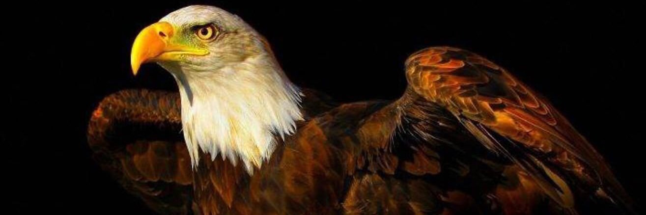 hollydama's profile banner image