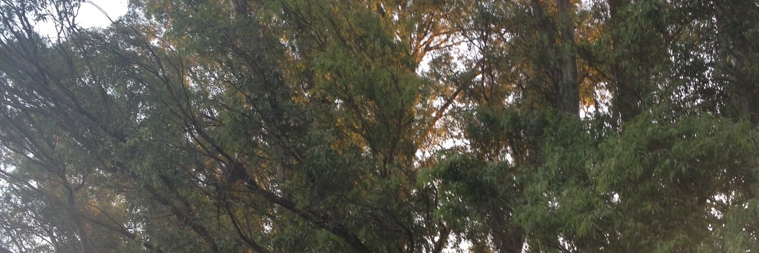 Sebastian Cardoso banner