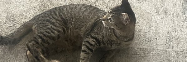 SupportAnimals Profile Banner