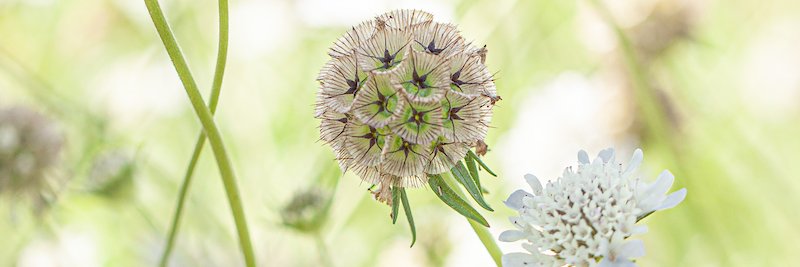 Chiltern Seeds banner