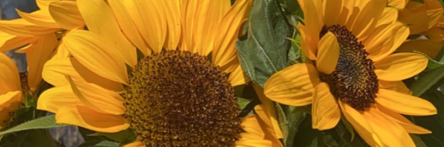Crissy_CC's profile banner image