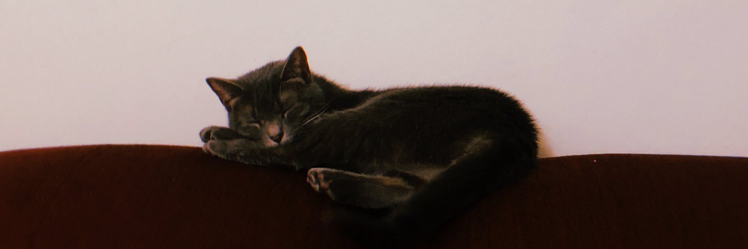 gardigras's profile banner image