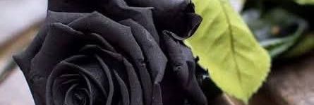 rbodaszewski's profile banner image