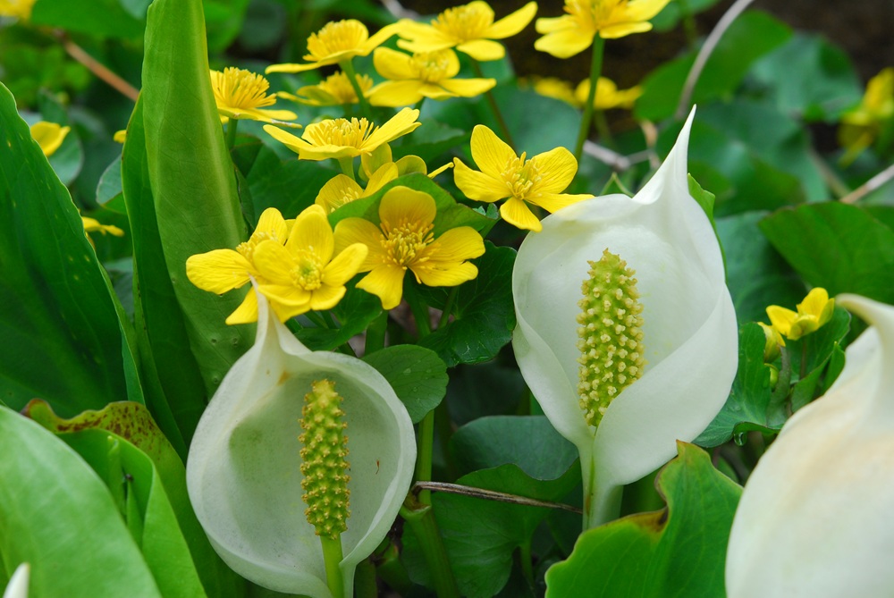 六甲高山植物園 banner
