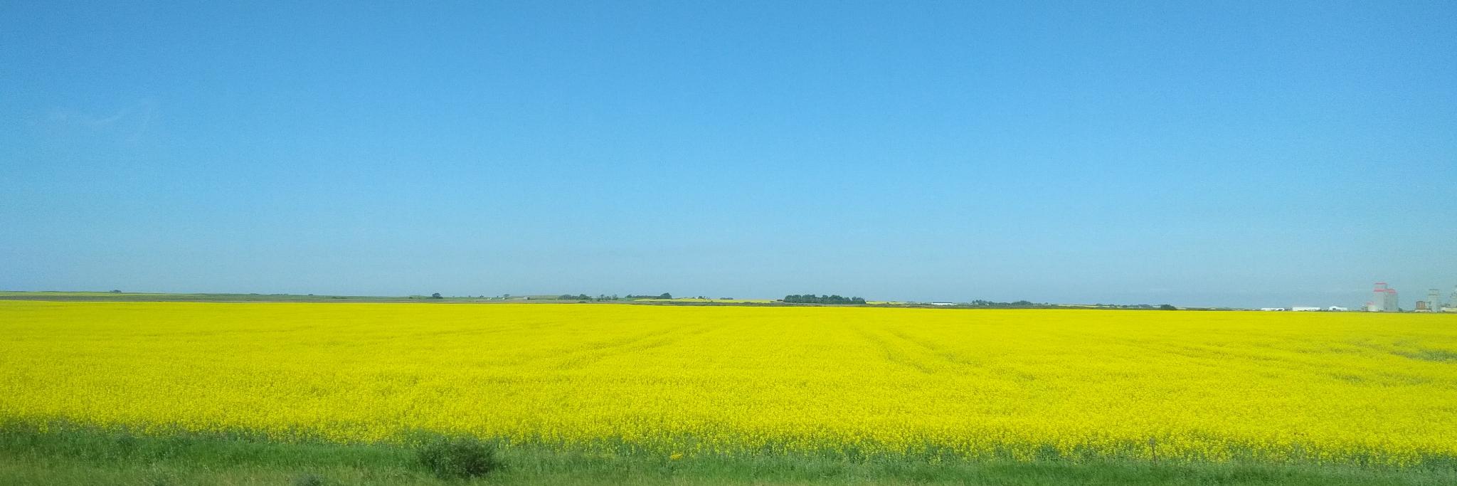 Meredith Lilly banner