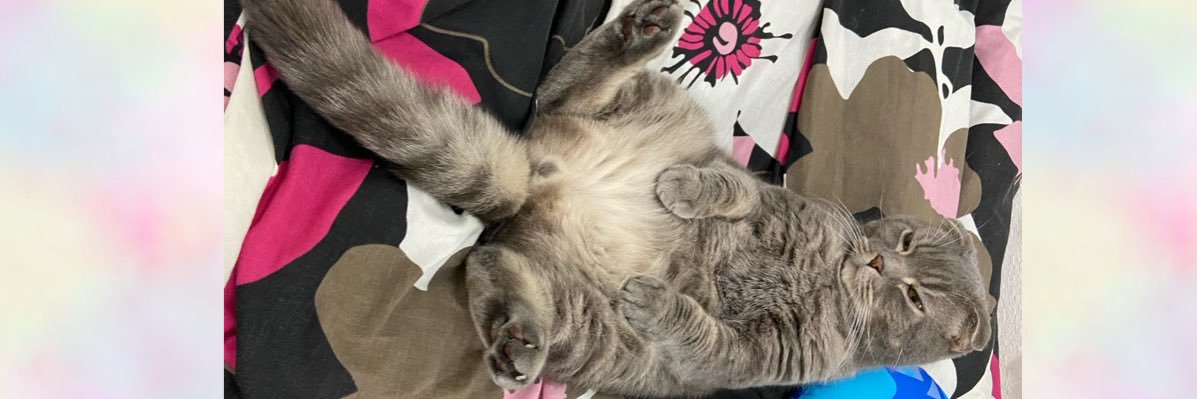 中野るい🀄️🌟最高位戦北海道🌟 banner