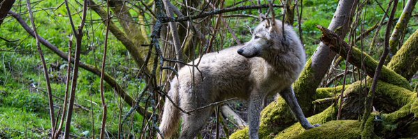 WolfWatch_UK Profile Banner