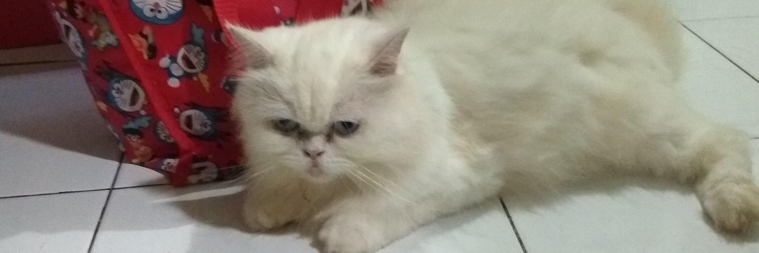 hamhaf_ banner