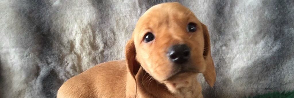 dksreid's profile banner image